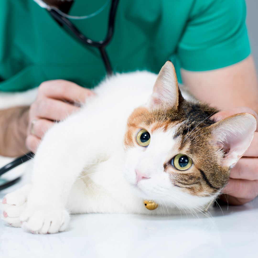 A vet stroking a white tabby cat